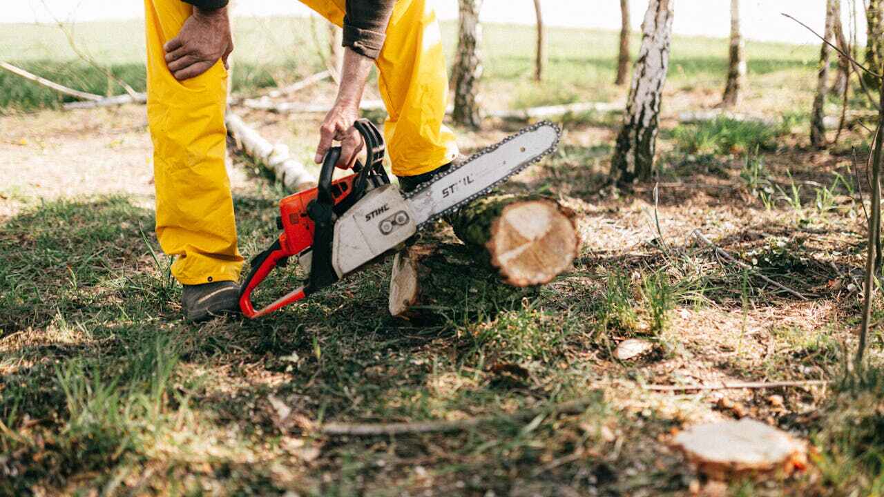 Tree Removal for Businesses in Mount Gay Shamrock, WV